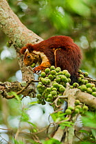Indian giant squirrel (Ratufa indica) feeding on figs, Tamil Nadu, India.