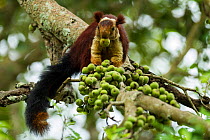 Indian giant squirrel (Ratufa indica) feeding on figs, Tamil Nadu, India.