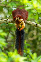 Indian giant squirrel (Ratufa indica) feeding, Tamil Nadu, India.