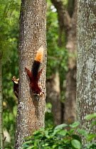 Indian giant squirrel (Ratufa indica)  Tamil Nadu, India.
