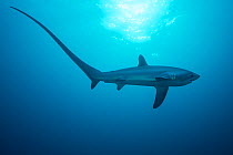 Pelagic thresher shark (Alopias pelagicus) male, Monad Shoal, off Malapascua, Cebu, Philippines. Visayan Sea, Western Pacific Ocean.
