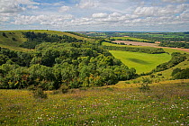 Old Winchester Hill National Nature Reserve, South Downs National Park, Hampshire, England, UK. August, 2017.