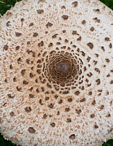 Parasol fungus (Macrolepiota procera), detail of cap. Surrey, England, UK. August.