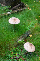Parasol fungi (Macrolepiota procera) in old graveyard. Surrey, England, UK. August.