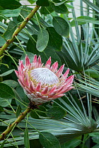 King protea (Protea cynaroides), cultivated specimen, occurs in South Africa.