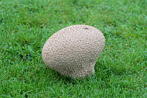 Mosaic puffball (Lycoperdon utriforme / Handkea utriformis). Sussex, England, UK. October.