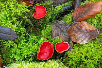 Scarlet elf cup fungi (Sarcoscypha austriaca). Surrey, England, UK. April.