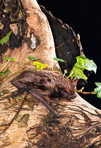 Serotine bat (Eptesicus serotinus) on tree. Captive, injured animal in rehabilitation UK. May.