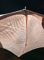 Serotine bat (Eptesicus serotinus), detail of fifth finger on outstretched wing. Captive, injured animal. UK. May.