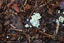 Slug (Arion sp.) egg cluster. Surrey, England, UK. November.