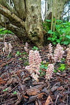 Toothwort (Lathraea squamaria), parasitic on hazel (Corylus avellana) tree roots, ancient woodland indicator species. Surrey, England, UK. April.