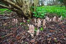 Toothwort (Lathraea squamaria), parasitic on hazel (Corylus avellana) tree roots, ancient woodland indicator species. Surrey, England, UK. April, 2018.