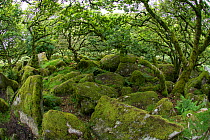 Wistman's Wood, ancient upland oak woodland on  Dartmoor, Devon, England, UK. August