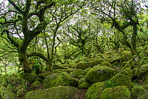 Wistman's Wood, ancient upland oak woodland on  Dartmoor, Devon, England, UK. August,