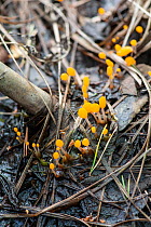 Bog beacon fungus (Mitrula paludosa) growing on peat. Surrey, England, UK. May.