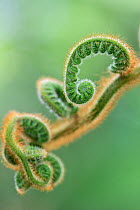 Tree fern (Cyathea princeps) frond unfurling, cultivated specimen, occurs in Mexico / Central America.