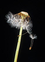 Dandelion (Taraxacum officinale) seed head shedding seeds. Surrey, England, UK. May.