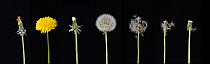 Dandelion (Taraxacum officinale), development from bud to seed. Digital composite.