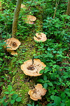 Dryad's saddle (Polyporus squamosus) bracket fungus on moss covered log. Surrey, England, UK. May