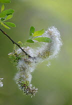 Goat willow (Salix caprea) catkin shedding feathery seed. Surrey, England, UK. May