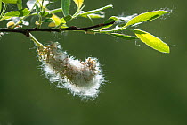 Goat willow (Salix caprea) catkin shedding feathery seeds. Surrey, England, UK. May.