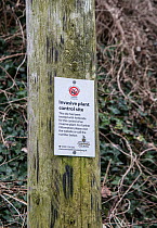 Japanese knotweed (Fallopia japonica) sign indicating control by herbicide. Cornwall, UK. March.