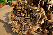 Voodoo fetish market with various animal body parts for sale, Togo.  February 2018.