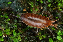 Isopod (Porcellionidae sp) walking over moss covered stone, Intervales State Park, Sao Paulo, Atlantic Forest South-East Reserves, UNESCO World Heritage Site, Brazil.
