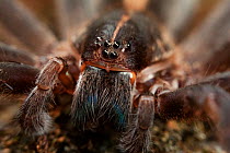 Wandering spider (Isoctenus sp) portrait, Intervales State Park, Sao Paulo, Atlantic Forest South-East Reserves, UNESCO World Heritage Site, Brazil.