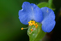 Dayflower (Commelina paludosa), Intervales State Park, Sao Paulo, Atlantic Forest South-East Reserves, UNESCO World Heritage Site, Brazil.