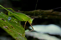 Katydid (Engonia sp) male carrying a spermatophore, Intervales State Park, Sao Paulo, Atlantic Forest South-East Reserves, UNESCO World Heritage Site, Brazil.