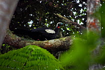 Black-fronted piping guan (Aburria jacutinga), Intervales State Park, Sao Paulo, Atlantic Forest South-East Reserves, UNESCO World Heritage Site, Brazil.