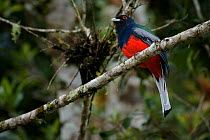 Surucua trogon (Trogon surrucura) male, Intervales State Park, Sao Paulo, Atlantic Forest South-East Reserves, UNESCO World Heritage Site, Brazil.