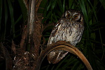 Tropical screech owl (Megascops choliba), Intervales State Park, Sao Paulo, Atlantic Forest South-East Reserves, UNESCO World Heritage Site, Brazil.