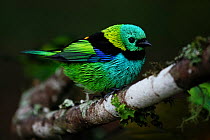 Green-headed tanager (Tangara seledon) perching on branch, Intervales State Park, Sao Paulo, Atlantic Forest South-East Reserves, UNESCO World Heritage Site, Brazil.