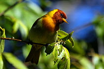 Rufous headed tanager (Hemithraupis ruficapilla) male, Intervales State Park, Sao Paulo, Atlantic Forest South-East Reserves, UNESCO World Heritage Site, Brazil.