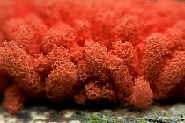 Slime mould (Arcyria sp), Intervales State Park, Sao Paulo, Atlantic Forest South-East Reserves, UNESCO World Heritage Site, Brazil.