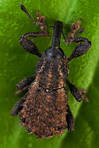 Weevil / Snout beetle (Curculionidae sp), Intervales State Park, Sao Paulo, Atlantic Forest South-East Reserves, UNESCO World Heritage Site, Brazil.