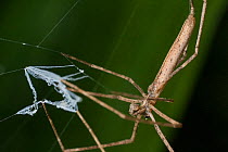 Net casting spider (Deinopis sp) with web to capture prey, Intervales State Park, Sao Paulo, Atlantic Forest South-East Reserves, UNESCO World Heritage Site, Brazil.