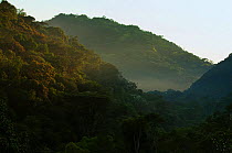 Atlantic rainforest in mist, Intervales State Park, Sao Paulo, Atlantic Forest South-East Reserves, UNESCO World Heritage Site, Brazil.