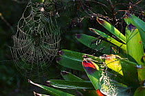 Spider webs on Bromeliad (Bromeliaceae sp), webs covered with dew droplets, Intervales State Park, Sao Paulo, Atlantic Forest South-East Reserves, UNESCO World Heritage Site, Brazil.