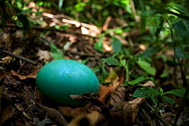 Solitary tinamou (Tinamus solitarius) egg, Intervales State Park, Sao Paulo, Atlantic Forest South-East Reserves, UNESCO World Heritage Site, Brazil.