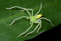 Green huntsman spider (Olios sp), Intervales State Park, Sao Paulo, Atlantic Forest South-East Reserves, UNESCO World Heritage Site, Brazil.