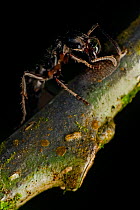 Predatory ant (Ponerinae sp) farming Scale bugs, Intervales State Park, Sao Paulo, Atlantic Forest South-East Reserves, UNESCO World Heritage Site, Brazil.