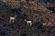 Dama gazelles (Gazella dama / Nanger dama) on rocks with Dorcas gazelles  (Gazella dorcas) in the background, Sahara Desert.