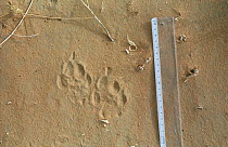 Cheetah (Acionyx jubatus) tracks in the sand showing the typical characteristics of the cheetah - asymmetrical paws and non-retractible claws, Tenere, Sahara, Niger.