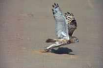 Pharaoh eagle-owl (Bubo ascalaphus) taking off. Sahara Desert. Small repro only