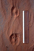 Barbary sheep (Ammotragus lervia) footprints with ruler for scale. Sahara Desert, Nige.