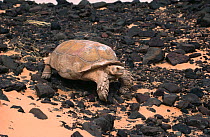 African spurred tortoise (Centrochelys sulcata) Sahara