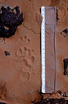 Honey badger (Mellivora capensis) tracks in the sand, Tenere, Sahara, Niger.